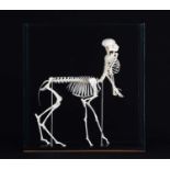 Skeletons/Anatomy: A Composed Centaur Skeleton, modern, a complete articulated skeleton of a