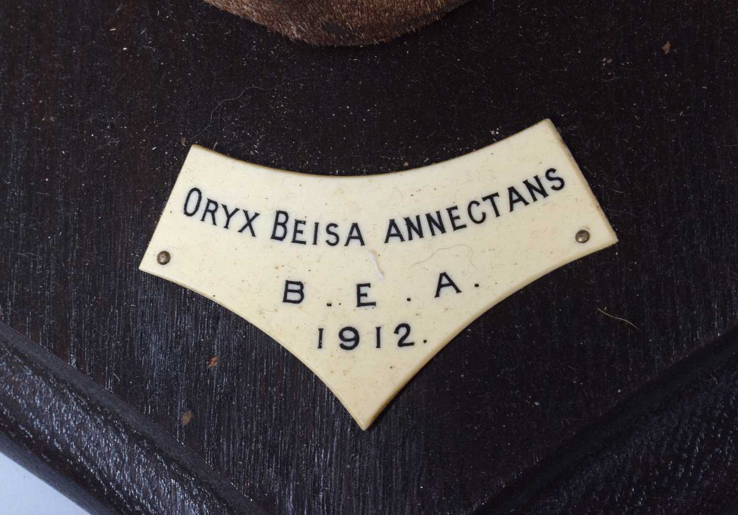 Taxidermy: Beisa Oryx (Oryx beisa), dated 1912, British East Africa, by Rowland Ward Ltd, "The - Image 8 of 12