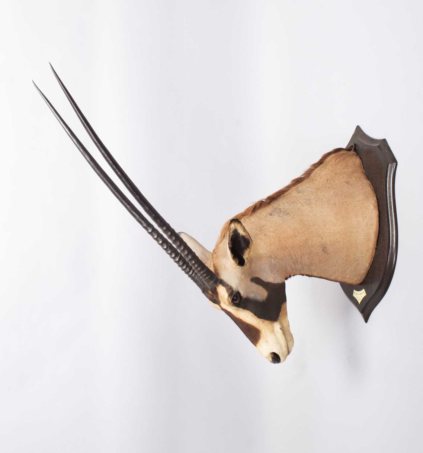 Taxidermy: Beisa Oryx (Oryx beisa), dated 1912, British East Africa, by Rowland Ward Ltd, "The - Image 5 of 12