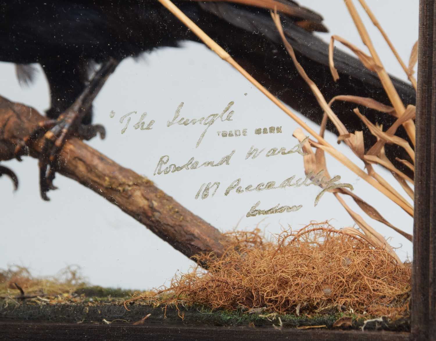 Taxidermy: A Cased Display of Exotic Tropical Birds, circa 1891-1921, by Rowland Ward, Ltd, "The - Image 2 of 10