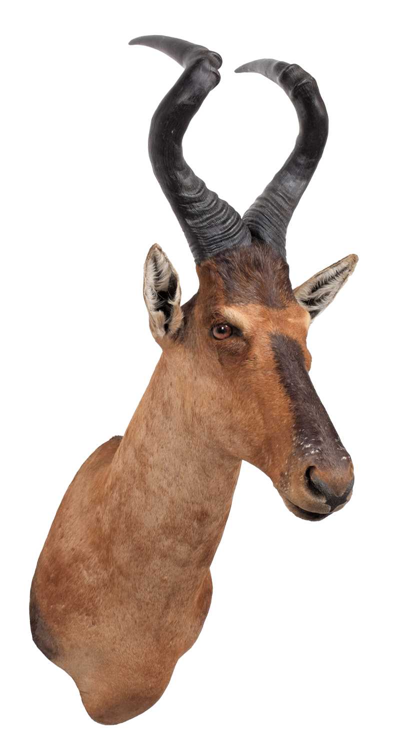 Taxidermy: Cape Red Hartebeest (Alcelaphus caama), circa 2007, Namibia, Africa, a high quality adult - Image 2 of 3