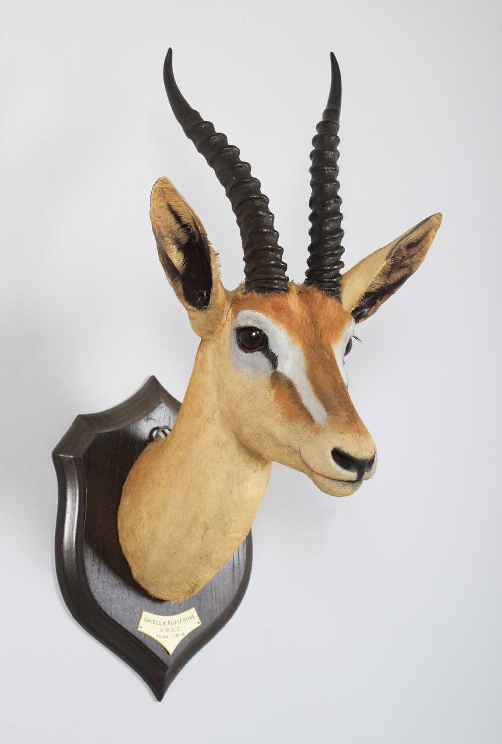 Taxidermy: Red-fronted Gazelle (Eudorcas rufifrons), dated 1914, South Sudan, by Rowland Ward - Image 3 of 5