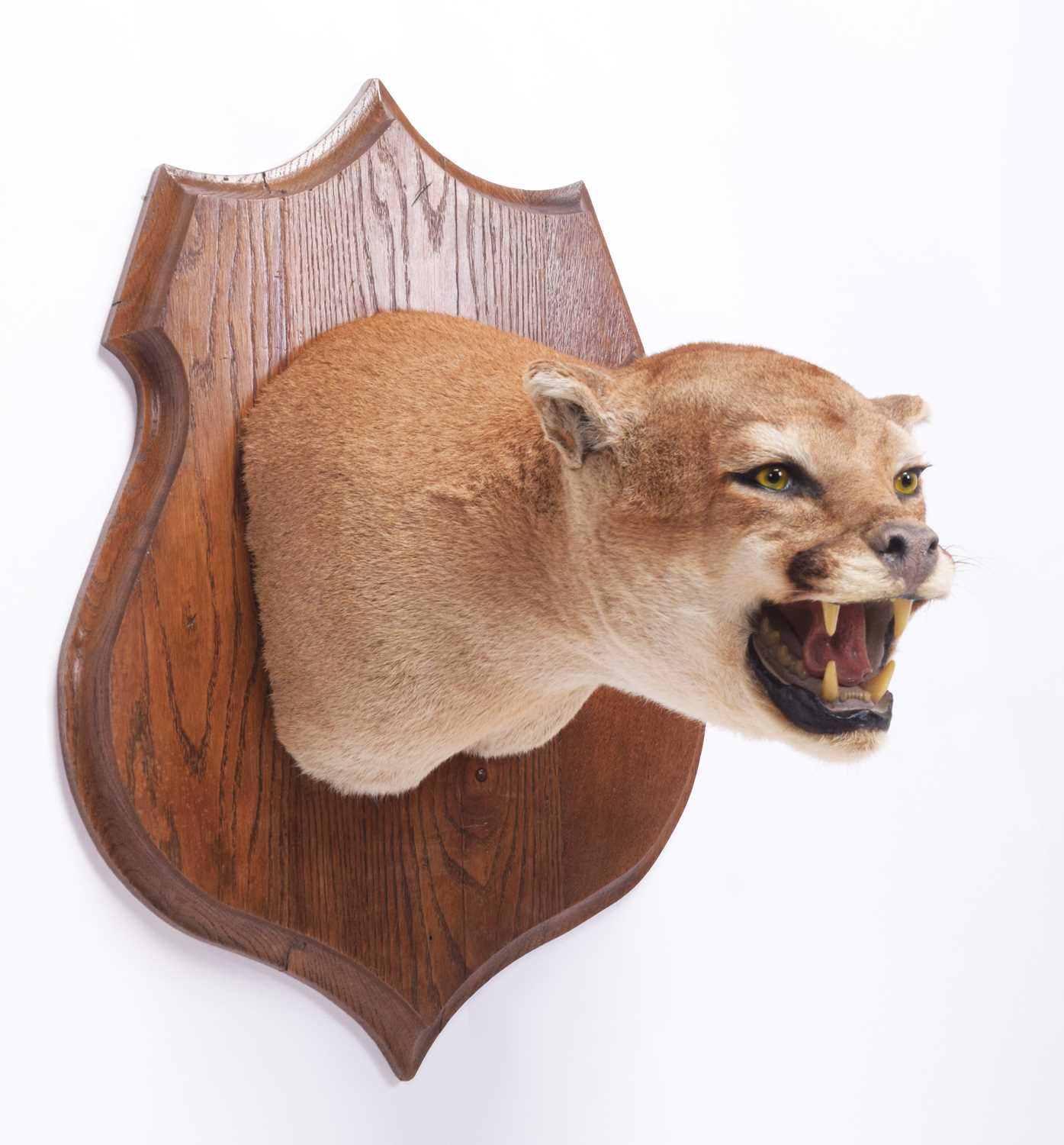 Taxidermy: North American Puma or Mountain Lion (Puma concolor), circa late 20th century, a superb - Image 9 of 9