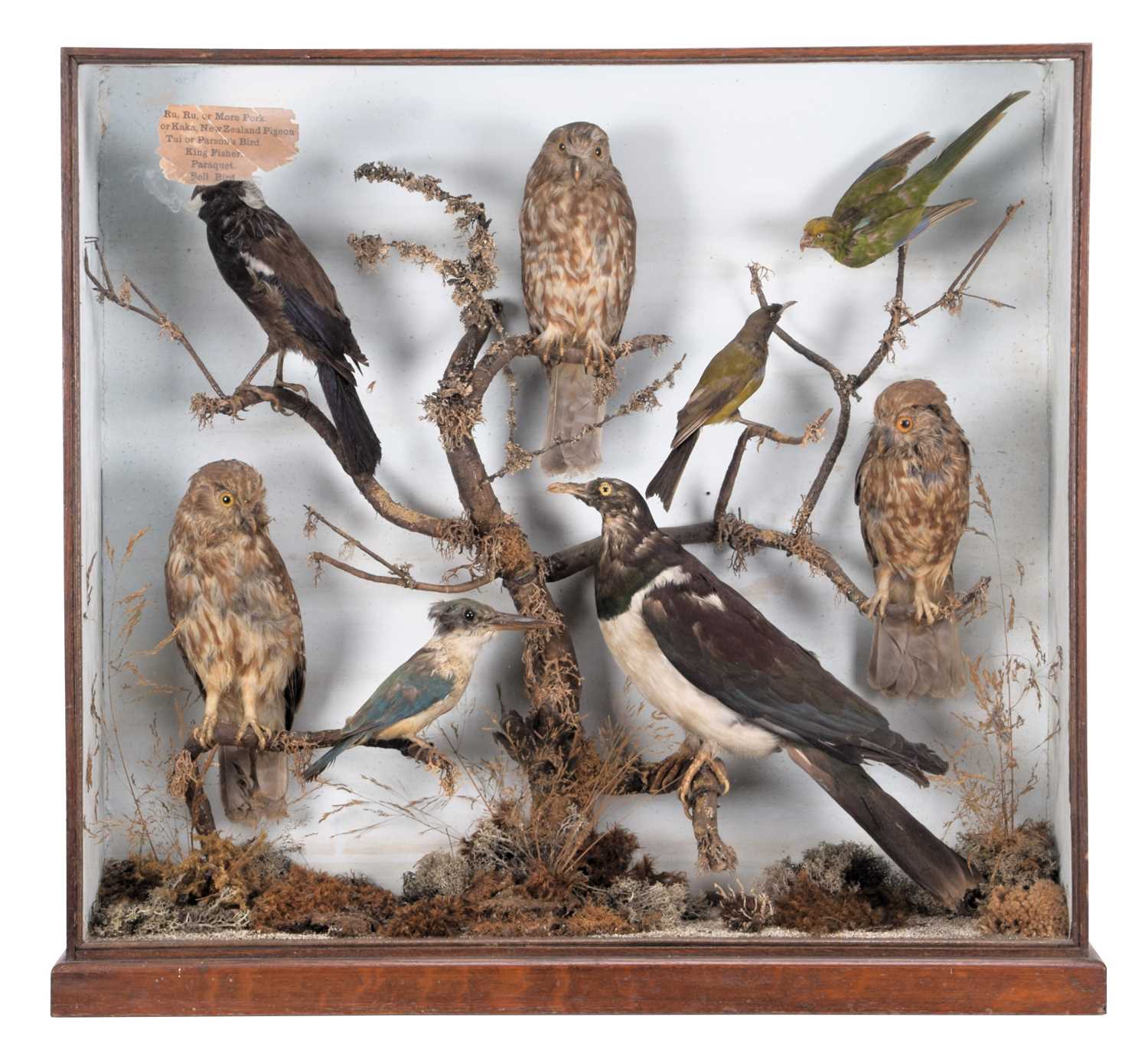 Taxidermy: A Late Victorian Cased Collection of Birds Native to New Zealand, circa 1880-1900, by