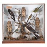 Taxidermy: A Late Victorian Cased Collection of Birds Native to New Zealand, circa 1880-1900, by