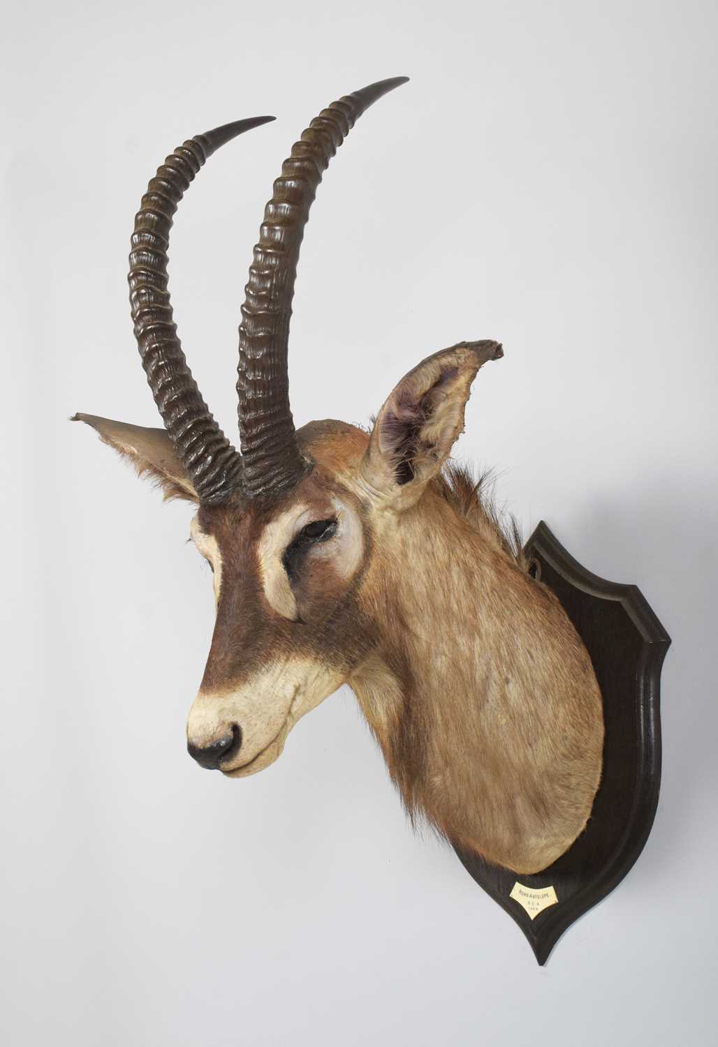 Taxidermy: Roan Antelope (Hippotragus equinus langheldi), dated 1909, British East Africa, by - Image 3 of 10