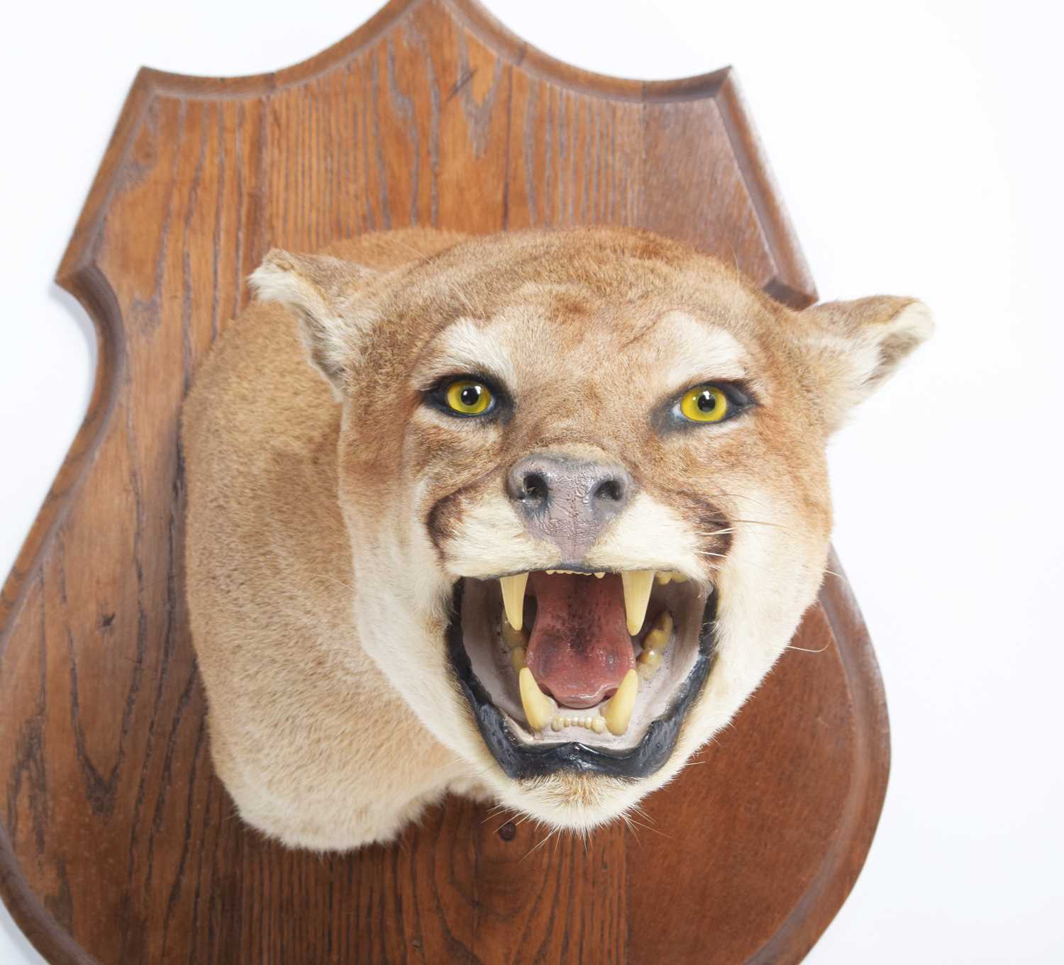 Taxidermy: North American Puma or Mountain Lion (Puma concolor), circa late 20th century, a superb - Image 5 of 9