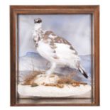 Taxidermy: A Cased Rock Ptarmigan (Lagopus muta), dated 1992, by N.A. Slater, Taxidermy, Shaw,