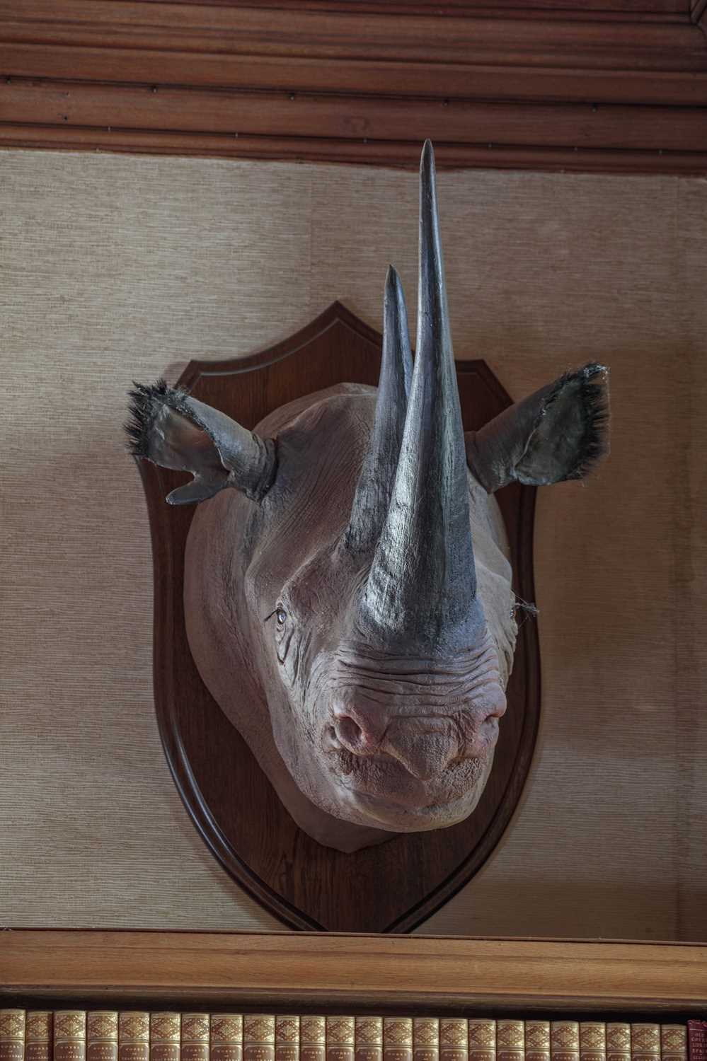Taxidermy: A Superb Recreation of a Black Rhinoceros (Diceros bicornis), modern, a large high - Image 7 of 8