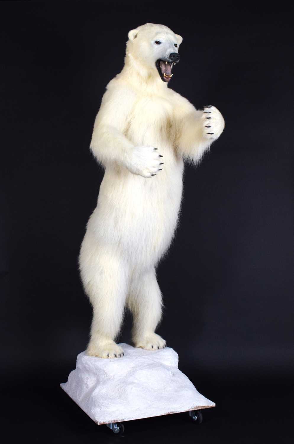 Taxidermy: Polar Bear (Ursus maritimus), circa 1997, a large full mount adult in upright standing