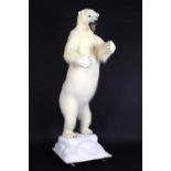 Taxidermy: Polar Bear (Ursus maritimus), circa 1997, a large full mount adult in upright standing