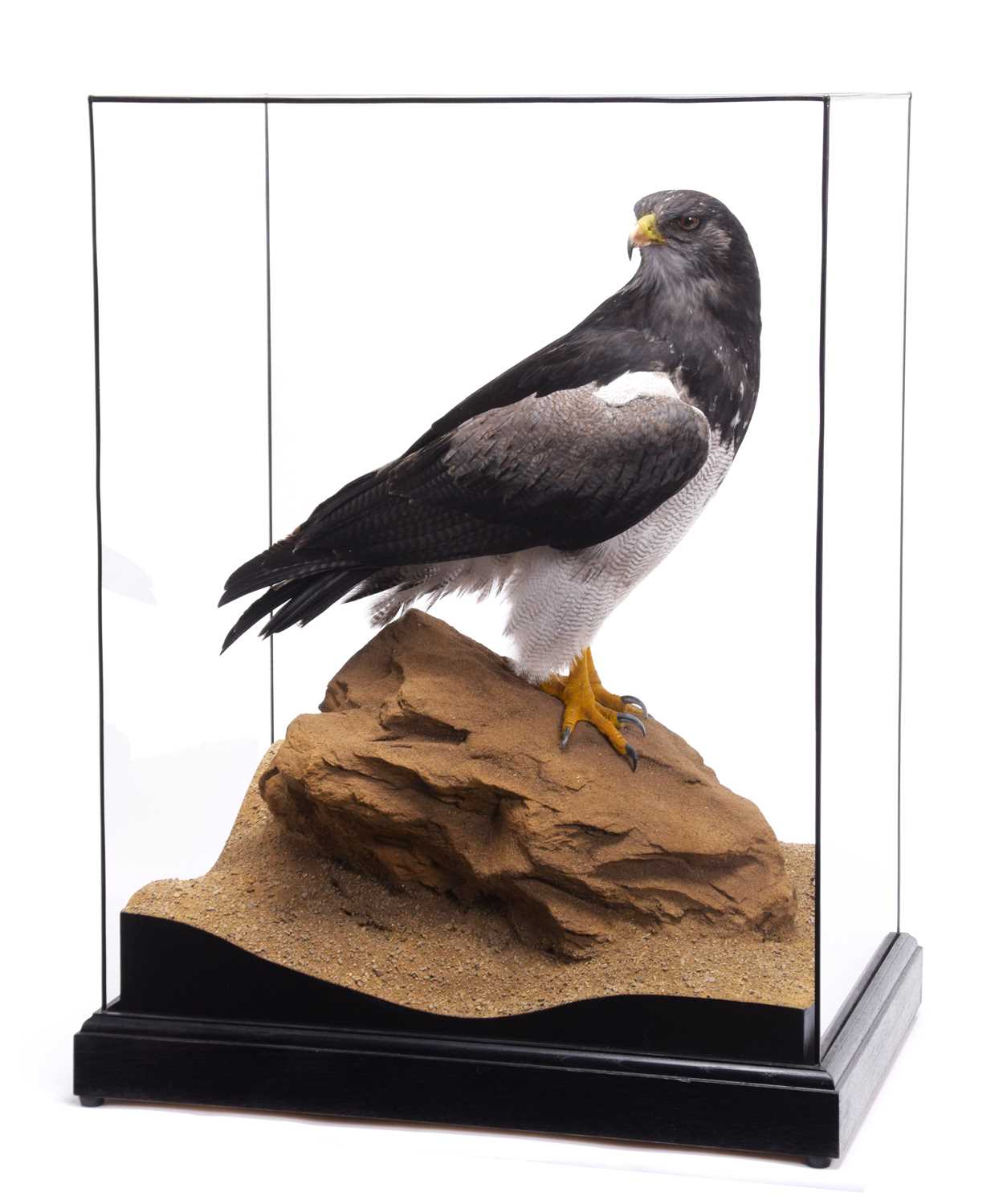 Taxidermy: A Cased Black-chested Buzzard-eagle or Chilean Blue Eagle (Geranoaetus melanoleucus), - Image 2 of 13