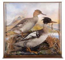 Taxidermy: A Cased Pair of Red-breasted Mergansers (Mergus serrator), circa early 20th century, by