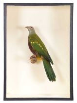 Taxidermy: A Cased Wompoo Fruit Dove (Ptilinopus magnificus), a full mount adult with head turning