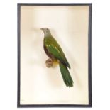 Taxidermy: A Cased Wompoo Fruit Dove (Ptilinopus magnificus), a full mount adult with head turning
