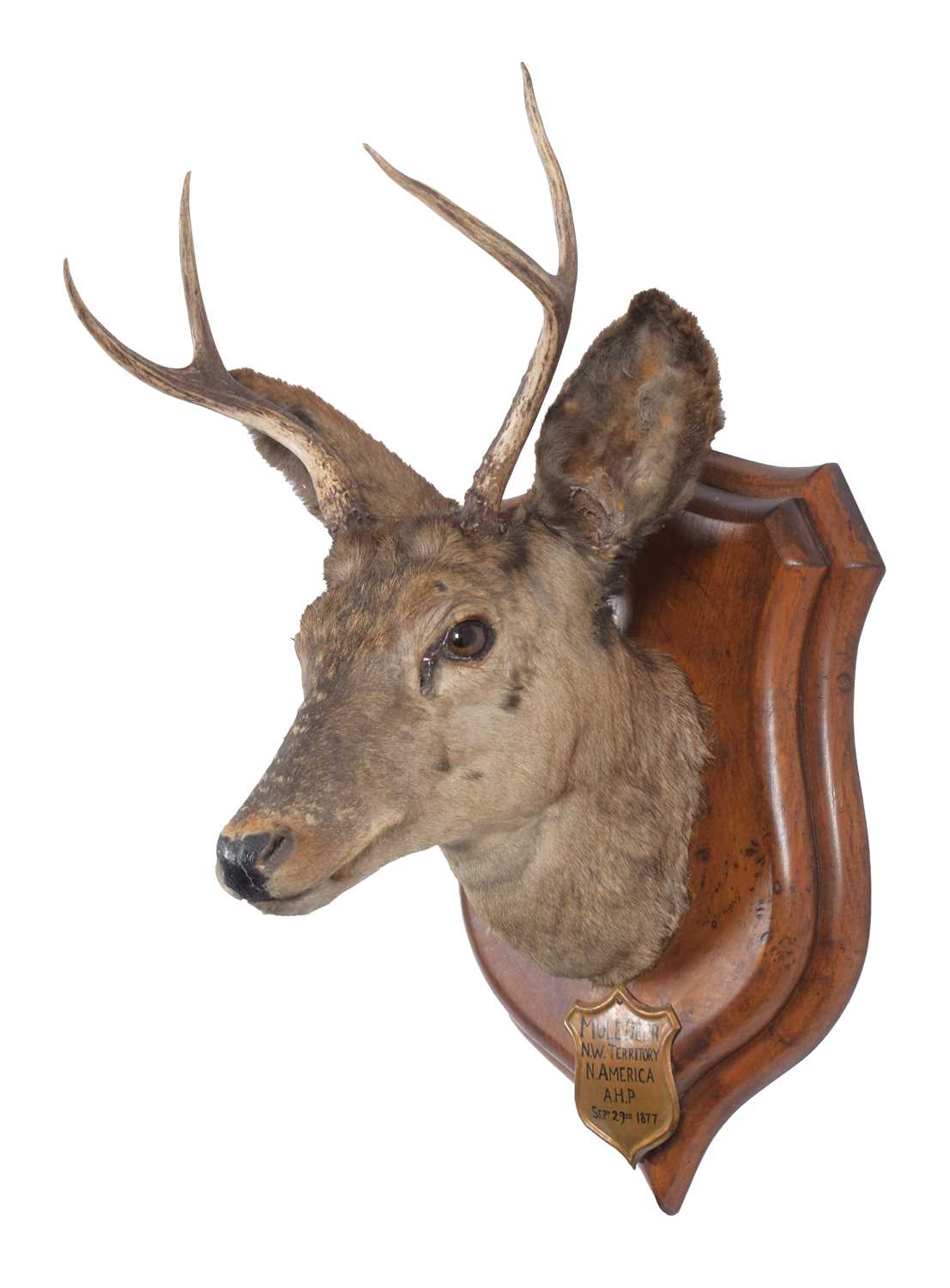 Taxidermy: Mule Deer (Odocoileus hemionus), dated September 29th 1877, North West Territory, North - Image 2 of 3