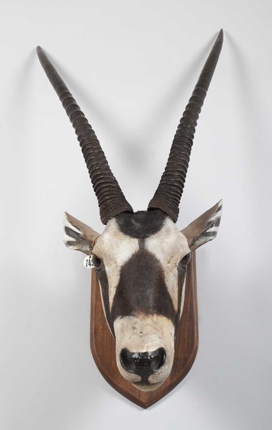 Taxidermy: Gemsbok Oryx (Oryx gazella), late 19th century, South Africa, by Henry James Burton, - Image 2 of 6