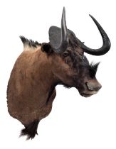 Taxidermy: Black Wildebeest (Connochaetes gnou), modern, South Africa, a high-quality large adult