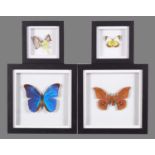 Entomology: A Group of Framed Butterflies, modern, two single butterfly specimens, each enclosed