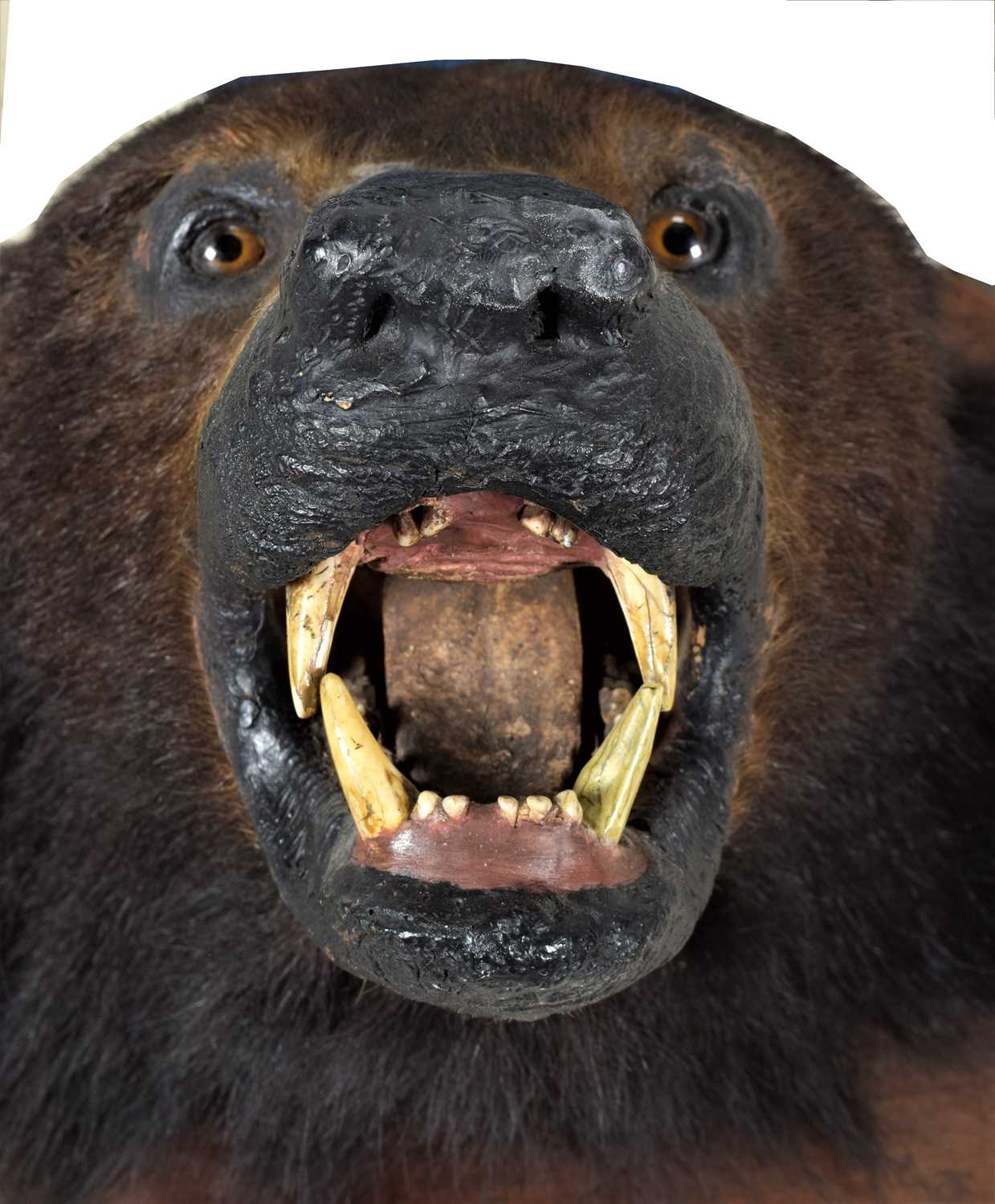 Taxidermy: Sloth Bear (Melursus ursinus), circa 1880-1918, by Theobald Brothers, Taxidermists, - Bild 6 aus 8