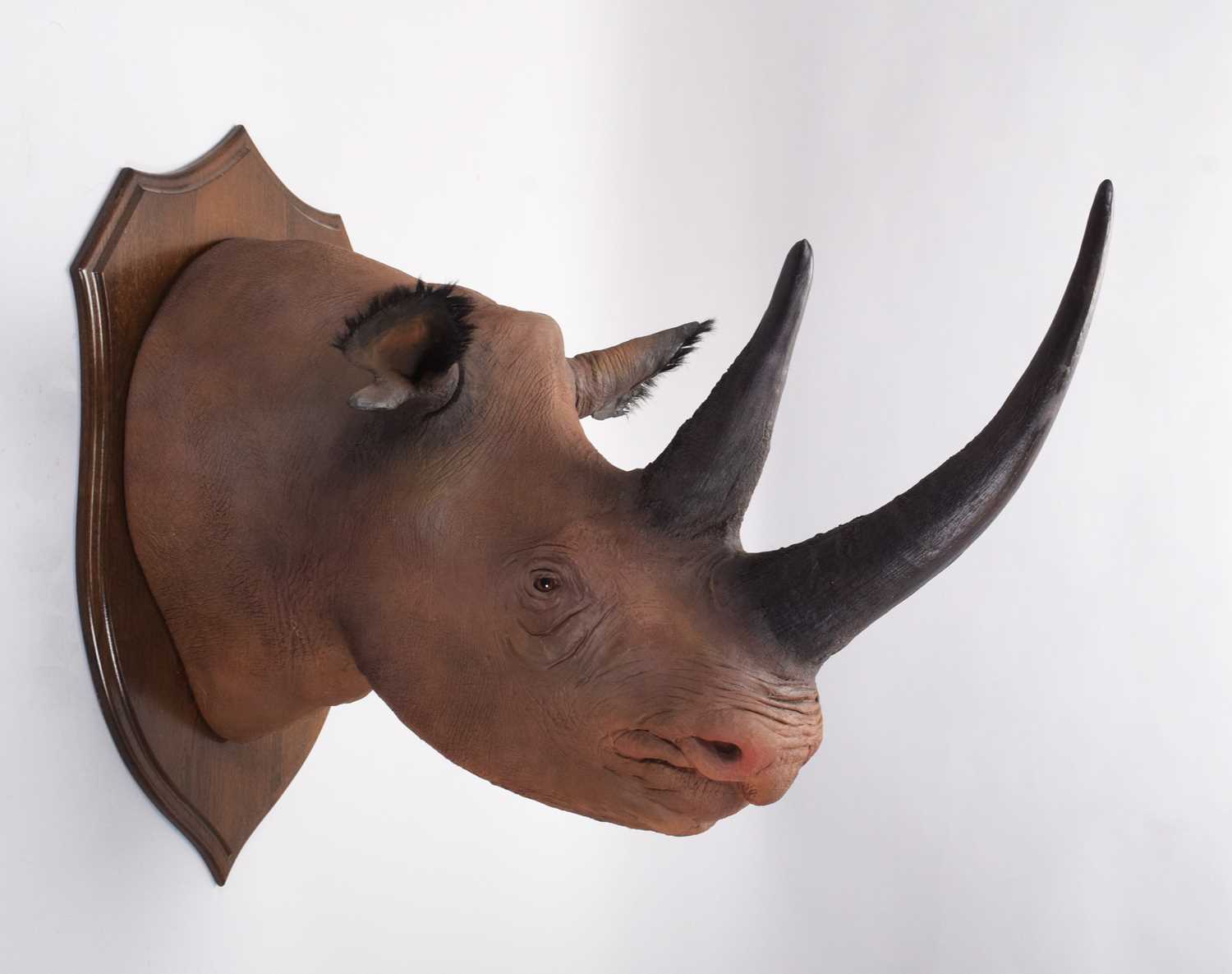 Taxidermy: A Superb Recreation of a Black Rhinoceros (Diceros bicornis), modern, a large high - Image 4 of 8