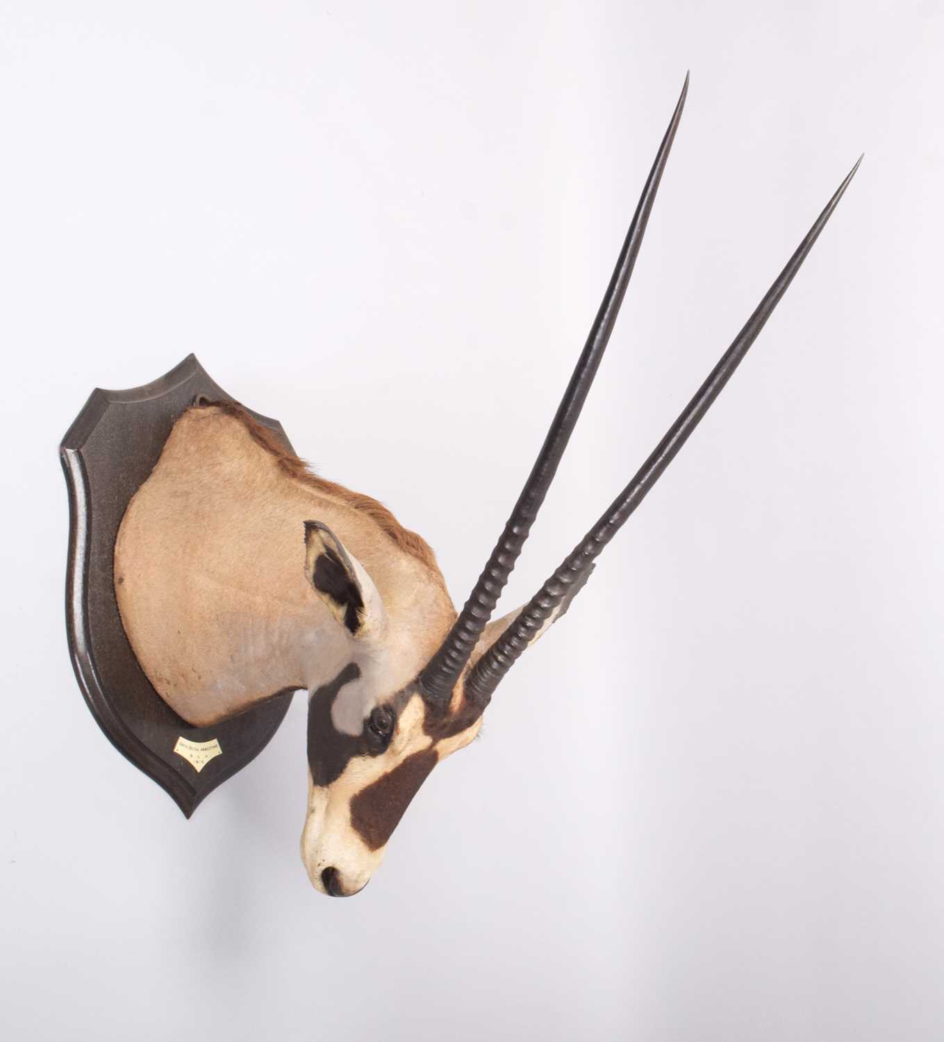 Taxidermy: Beisa Oryx (Oryx beisa), dated 1912, British East Africa, by Rowland Ward Ltd, "The