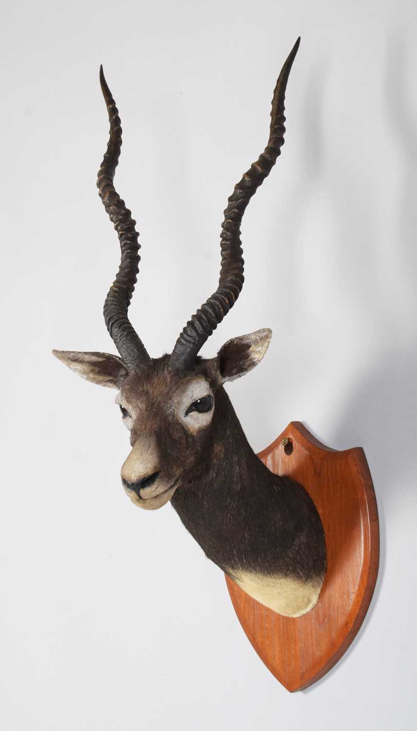 Taxidermy: Indian Blackbuck (Antilope cervicapra), circa early 20th century, by Van Ingen & Van