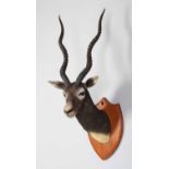 Taxidermy: Indian Blackbuck (Antilope cervicapra), circa early 20th century, by Van Ingen & Van