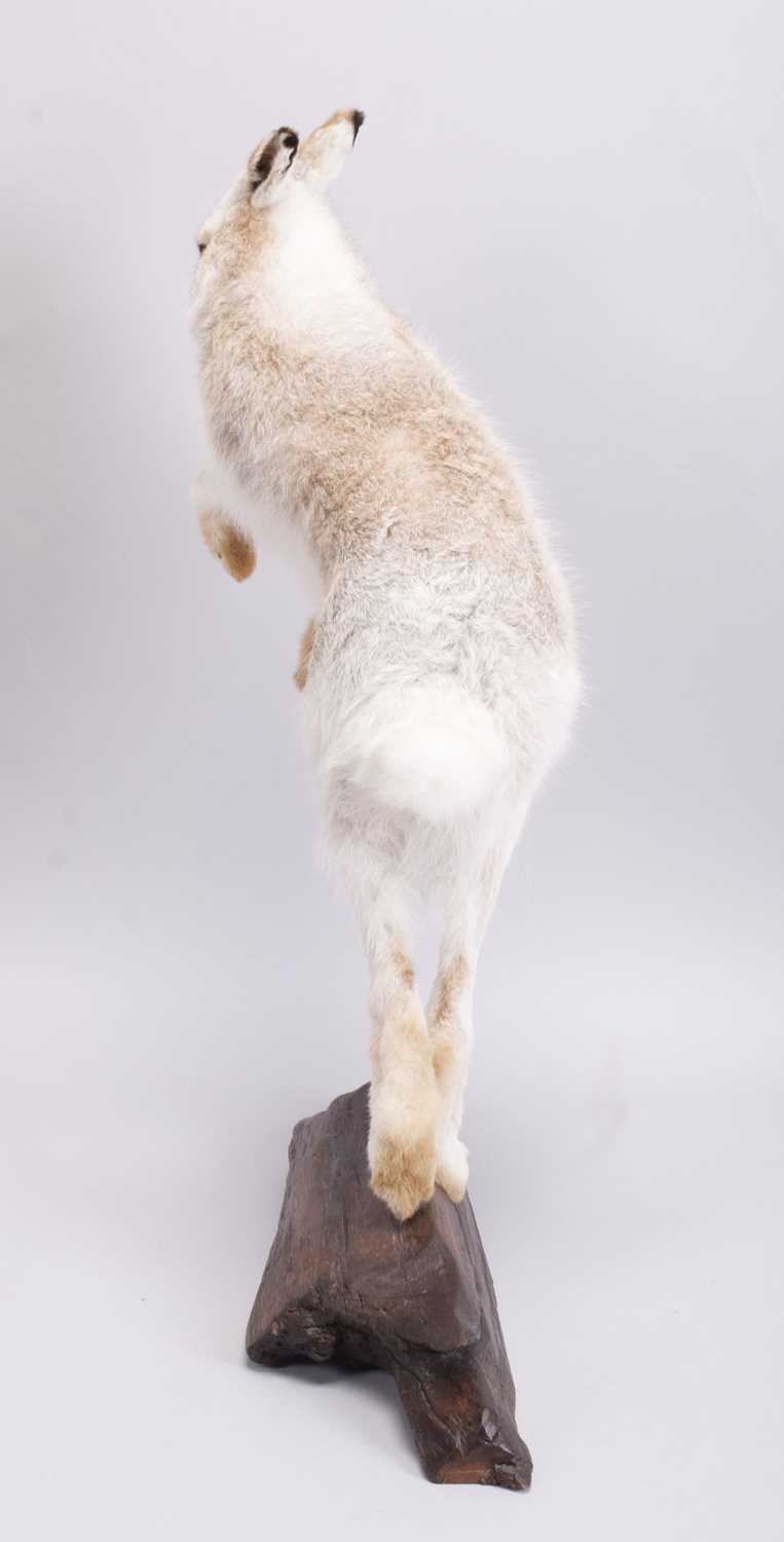 Taxidermy: Scottish Mountain Hare (Lepus timidus), modern, by Brian Lancaster, Taxidermy, Bedale, - Image 5 of 6