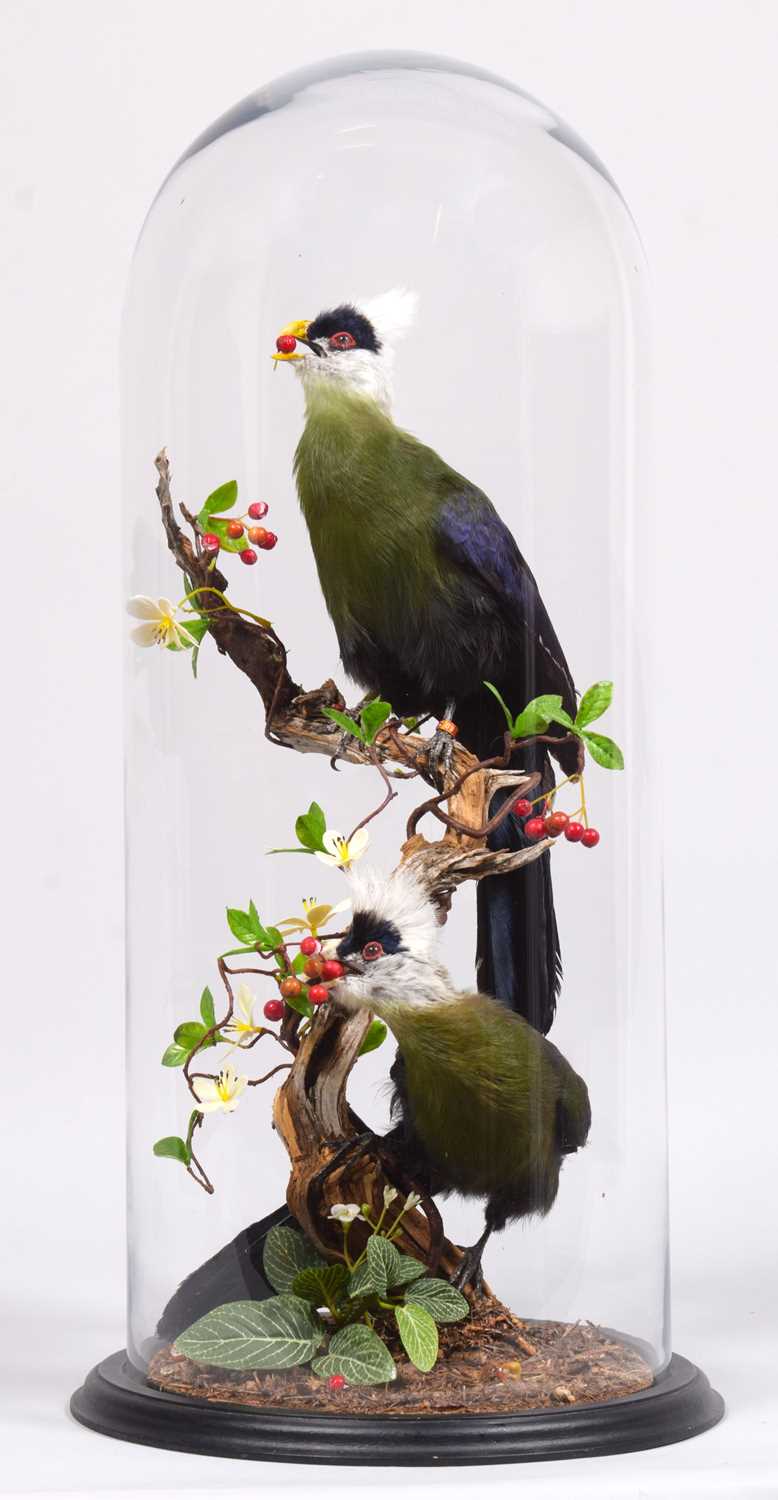 Taxidermy: A Pair of White-crested Turaco (Tauraco leucolophus), captive bred, modern, by Robert