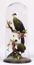 Taxidermy: A Pair of White-crested Turaco (Tauraco leucolophus), captive bred, modern, by Robert