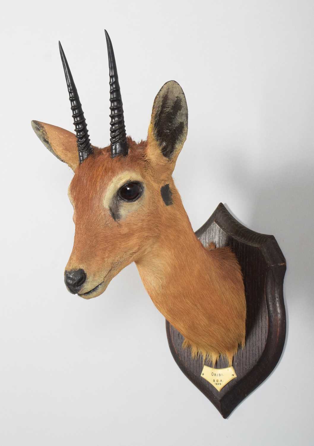 Taxidermy: Central Oribi (Ourebia hastata), dated 1909, British East Africa, by Rowland Ward Ltd, " - Image 2 of 5
