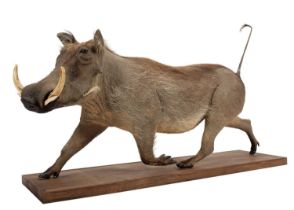Taxidermy: Common Warthog (Phacochoerus africanus), modern, South Africa, a full mount adult with