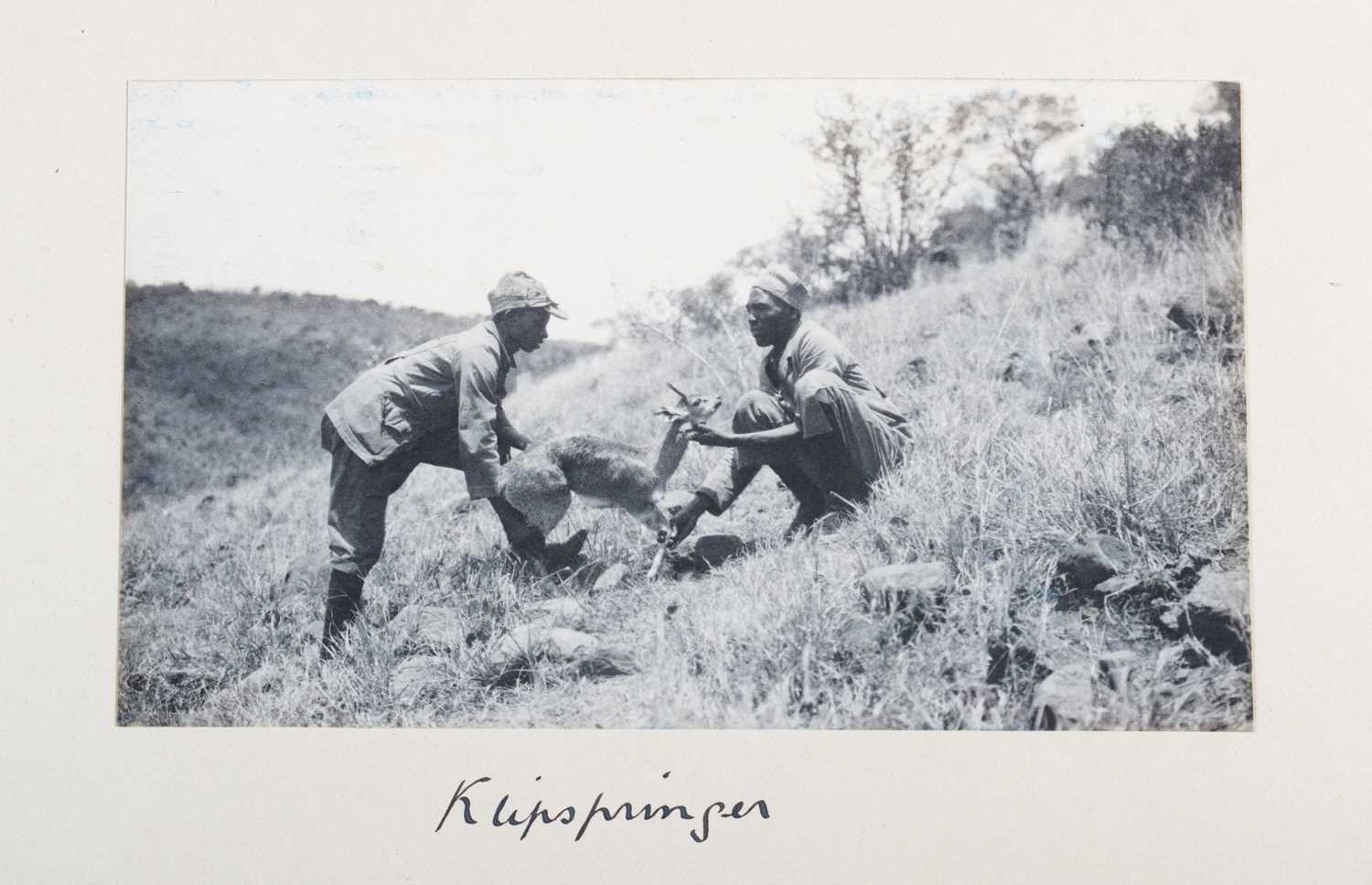 Taxidermy: Somali Klipspringer (Oreotragus somalicus), dated 1919, Sheikh, Somalia, by Rowland - Image 6 of 6
