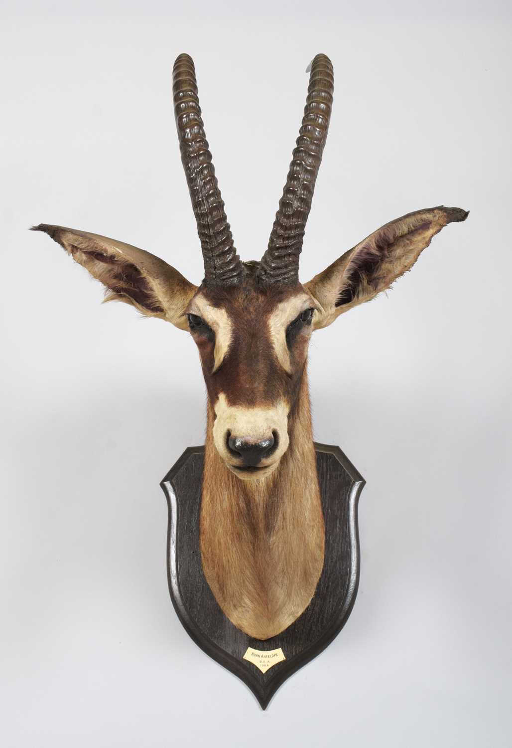 Taxidermy: Roan Antelope (Hippotragus equinus langheldi), dated 1909, British East Africa, by - Image 2 of 10