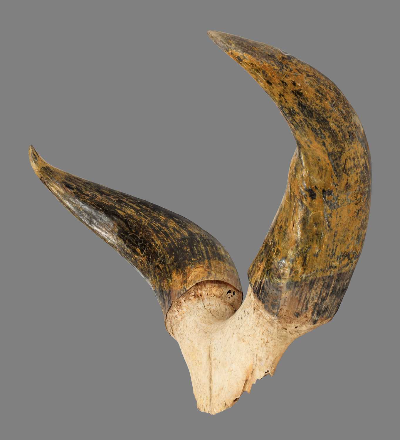 Antlers/Horns: A Set of Kankrej Bull Horns (Bos (primigenius) indicus), circa early 20th century, - Image 3 of 4