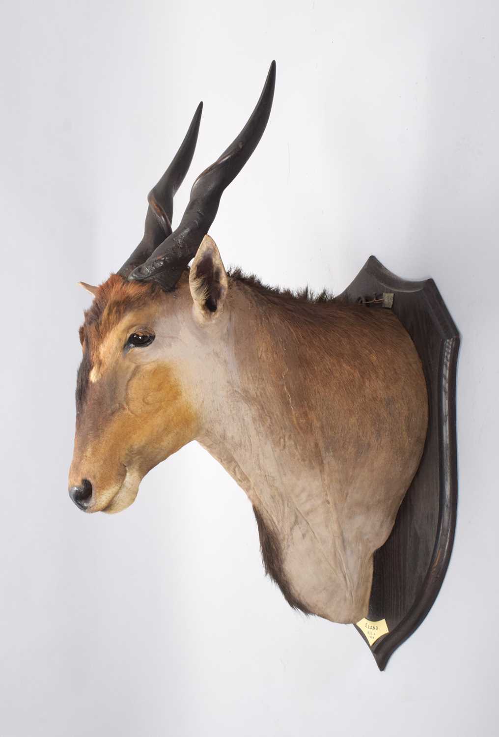 Taxidermy: East African Eland (Taurotragus oryx pattersonianus), dated 1909, British East Africa,