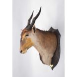 Taxidermy: East African Eland (Taurotragus oryx pattersonianus), dated 1909, British East Africa,