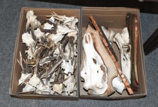 Antlers/Horns: A Collection of Roebuck Antlers (Capreolus capreolus), seventy sets of large adult
