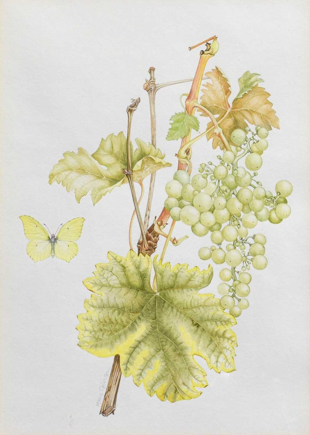 Mary Grierson (1912-2012) "Common Grape Vine" Signed in pencil, watercolour, 33cm by 23.5cm With