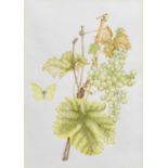 Mary Grierson (1912-2012) "Common Grape Vine" Signed in pencil, watercolour, 33cm by 23.5cm With