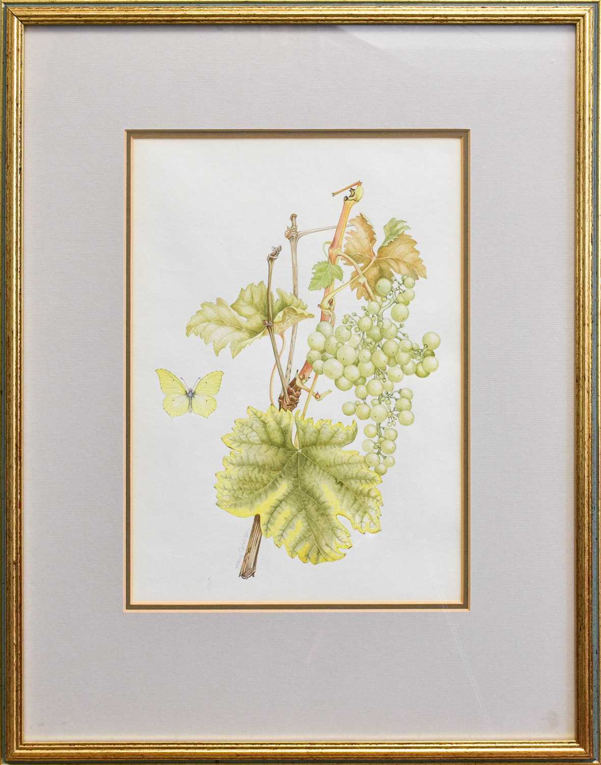 Mary Grierson (1912-2012) "Common Grape Vine" Signed in pencil, watercolour, 33cm by 23.5cm With - Image 2 of 2