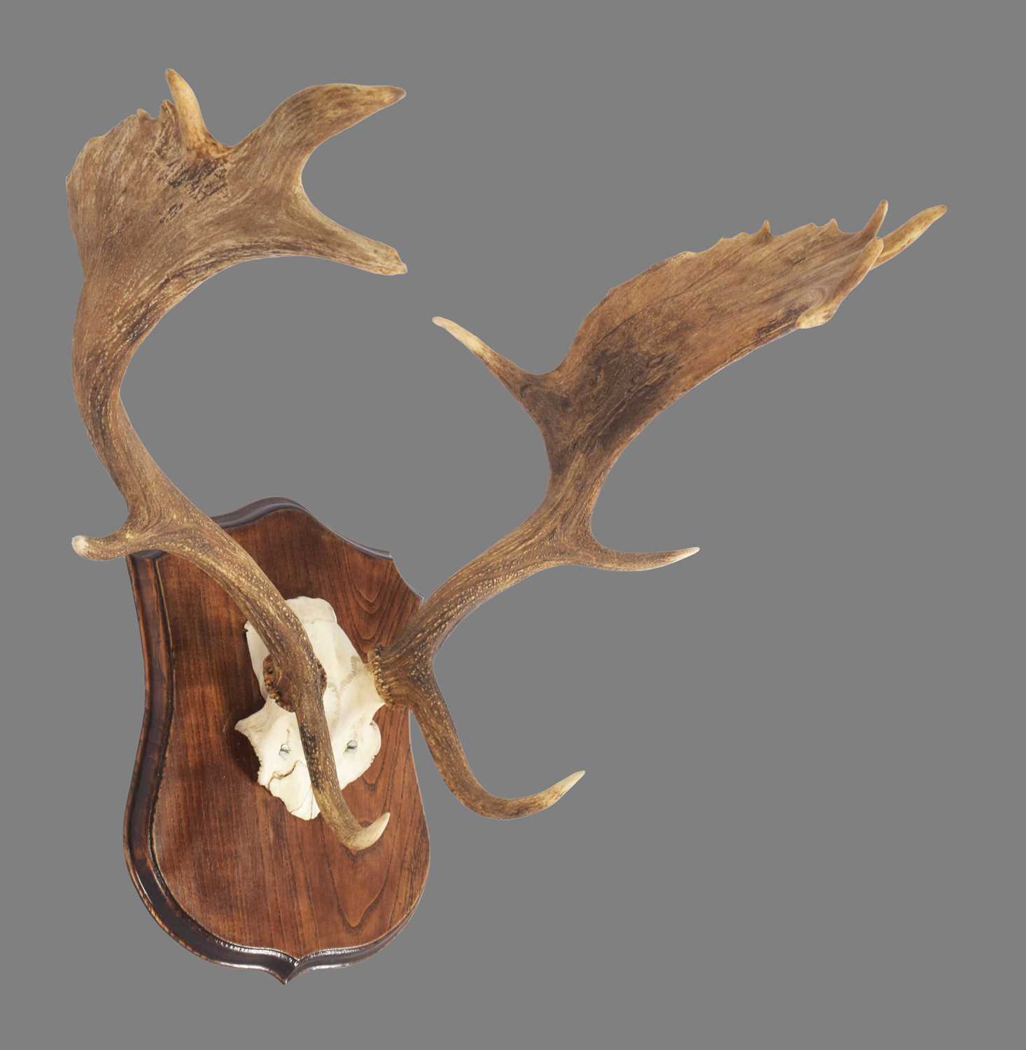 Antlers/Horns: A Set of European Fallow Deer Antlers (Dama dama), dated 1991, Linwood, prepared by - Image 3 of 3