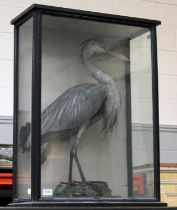 Taxidermy: A Late Victorian Cased Grey Heron (Ardea cinerea), a full mount adult with head turning