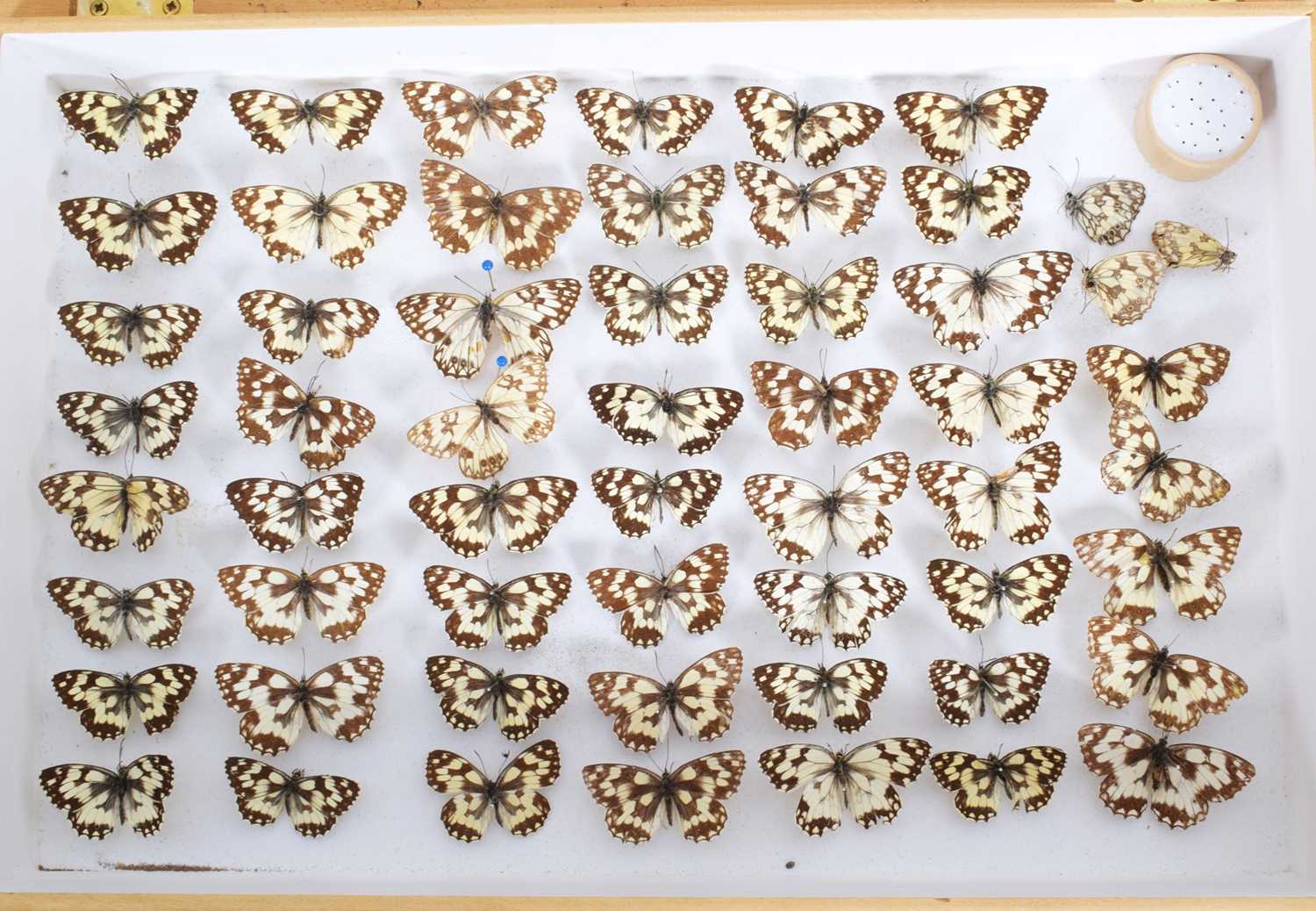 Entomology: A Collection of Various British & European Butterflies, over two hundred and fifty - Image 3 of 8