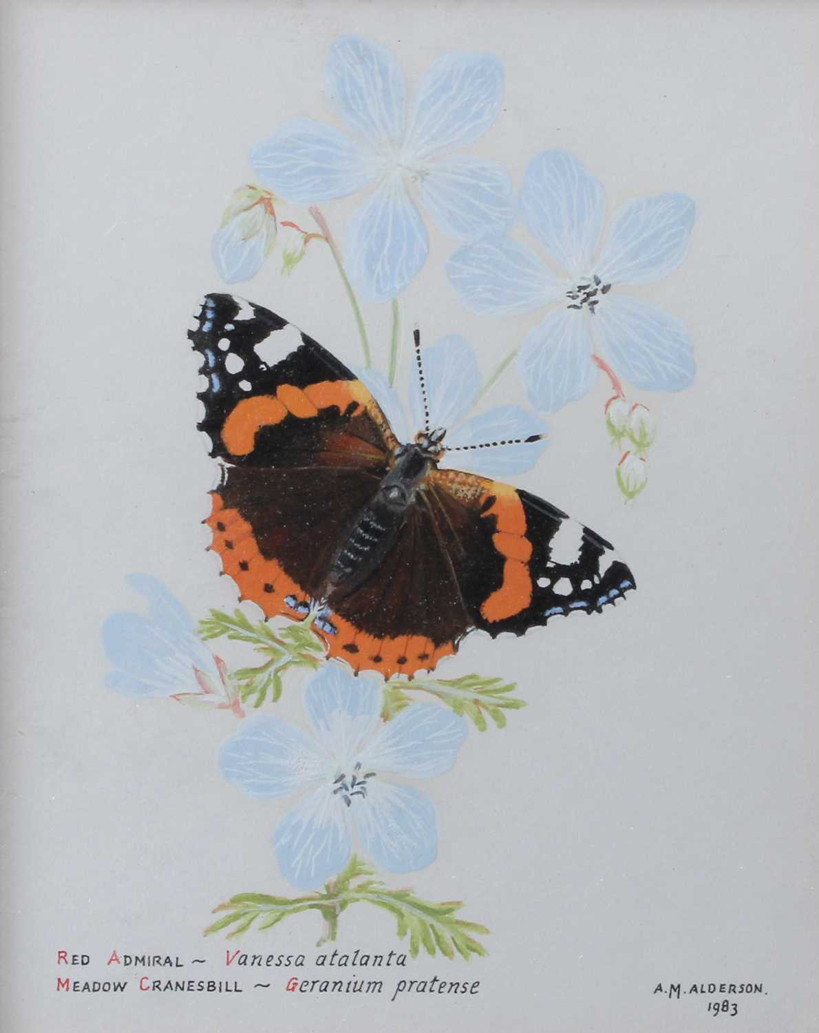 A.M.Alderson (20th Century) "Small Tortoiseshell - Aglais urticae; Field Bindweed - Convolvulus - Image 2 of 4