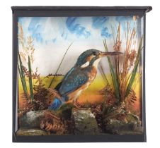 Taxidermy: A Cased European Kingfisher (Alcedo athis), early 20th century, a full mount adult