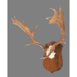 Antlers/Horns: A Set of European Fallow Deer Antlers (Dama dama), dated 1992, Ogdens, prepared by
