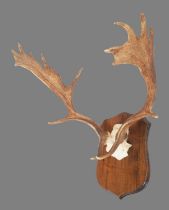 Antlers/Horns: A Set of European Fallow Deer Antlers (Dama dama), dated 1992, Ogdens, prepared by