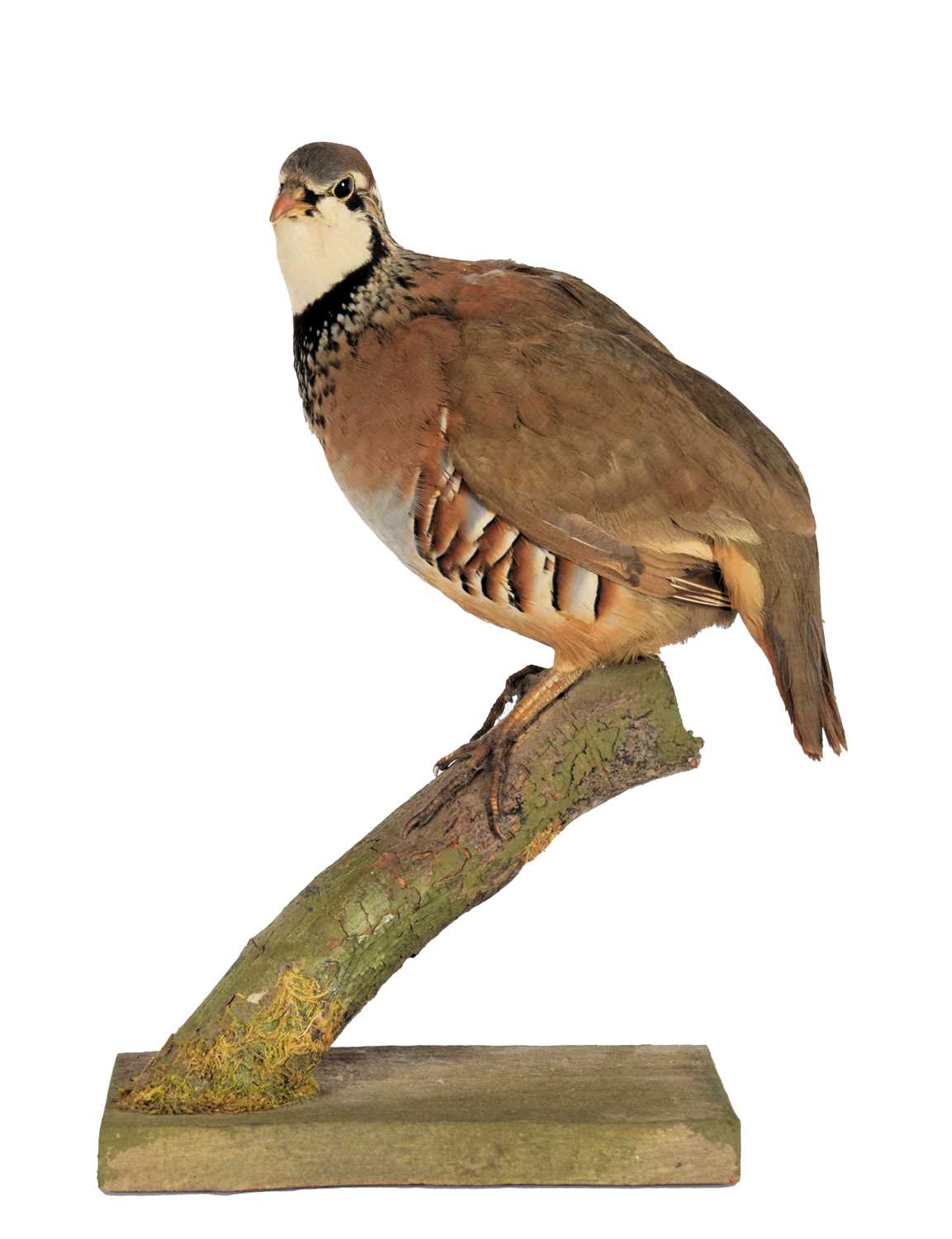 Taxidermy: A Red-legged Partridge (Alectoris rufa), late 20th century, by David. L. Keningale,